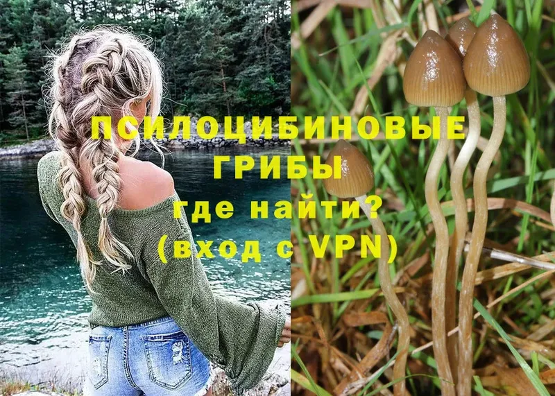 где продают   Агрыз  Галлюциногенные грибы GOLDEN TEACHER 